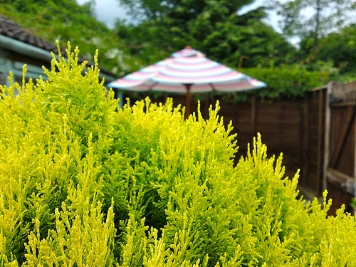 Conifer and Parasol