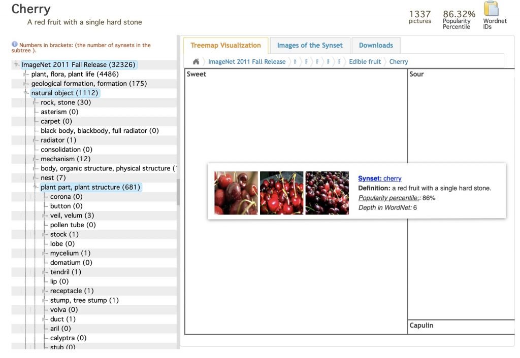 Screenshot of search results from ImageNet. On the left third of the image is a nested list of classification terms. The right two-thirds shows some of the properties of the cherry fruit with an inset image showing three small images of cherries.